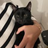 Photo de chat trouvé à Limoges