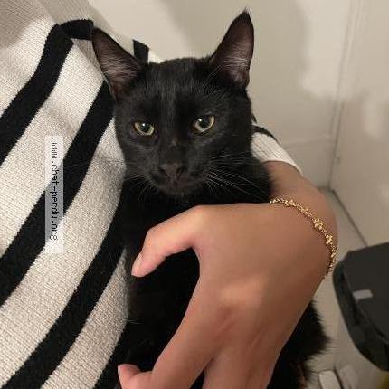 Photo 1/1 Chat trouvé Trouvé à Limoges