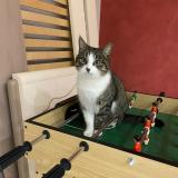 Photo de chat perdu à Cordieux