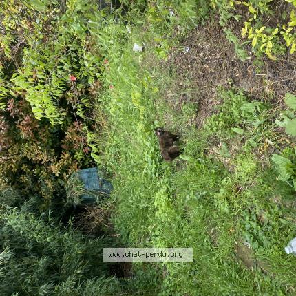 Photo 1/1 Cookie Chat perdu à Ales