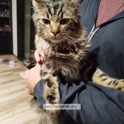 Photo 2/2 Chat trouvé Trouvé à Mondonville