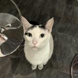 Photo de chat perdu à Rennes