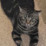 Photo de chat perdu à Bron