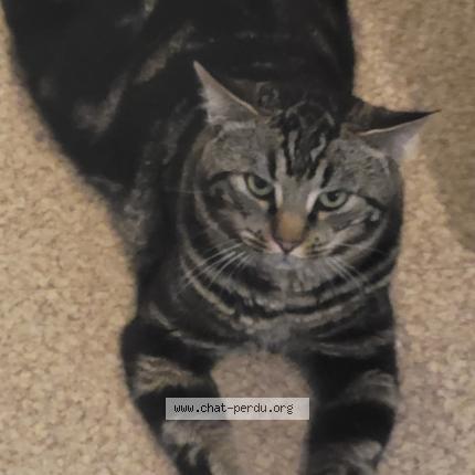 Photo 1/1 Smoky Chat perdu à Bron