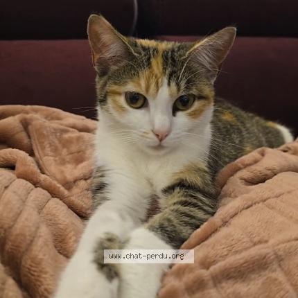 Photo de chat perdu à Fameck