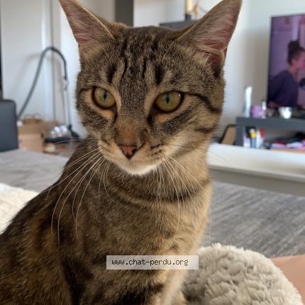 Photo 1/1 Bébé Chat perdu à Plaisir