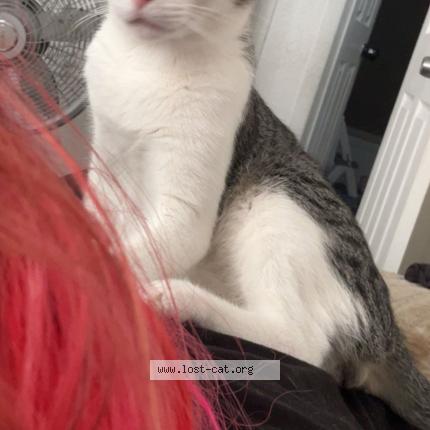 Photo 1/1 Spot Chat perdu à Tampa