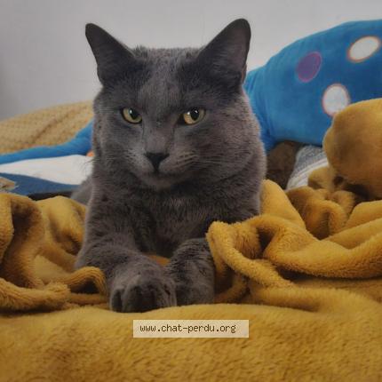 Photo 1/1 Doudi Chat perdu à Liege