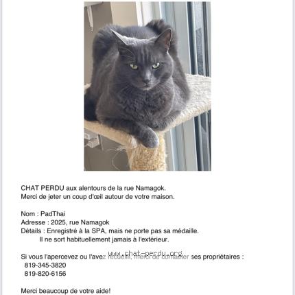 Photo 1/1 Pad Thai Chat perdu à Sherbrooke