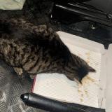 Photo de chat trouvé à Lucens