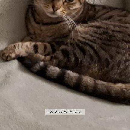 Photo 1/1 Heylina Chat perdu à Saint medard de guizieres