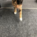 Photo de chat trouvé à Columbus