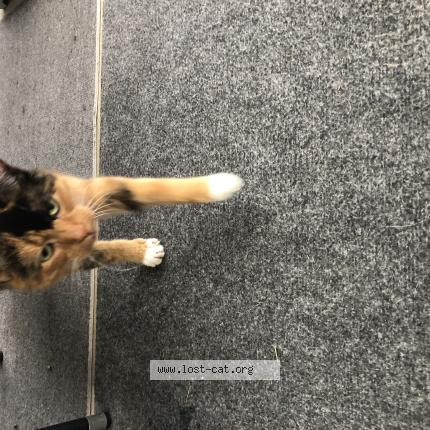 Photo 1/1 Chat trouvé Trouvé à Columbus