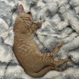 Photo de chat perdu à Arlington