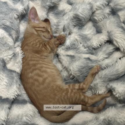 Photo 1/3 Simba Chat perdu à Arlington