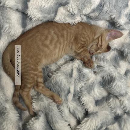 Photo 2/3 Simba Chat perdu à Arlington