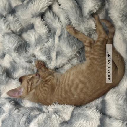 Photo 3/3 Simba Chat perdu à Arlington