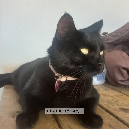 Photo 1/1 Chichon Chat perdu à Leon