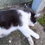 Photo de chat trouvé à Brou