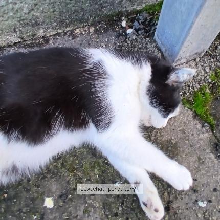 Photo 1/2 Chat trouvé Trouvé à Brou