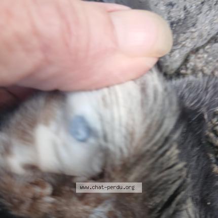 Photo 2/2 Chat trouvé Trouvé à Brou