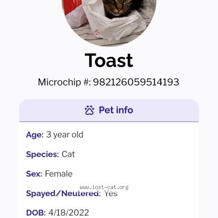 Photo 1/1 Toast Chat perdu à Shreveport