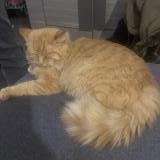 Photo de chat perdu à Martigues