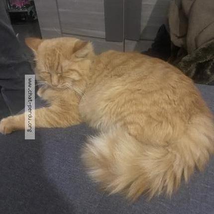 Photo 1/2 Rouky Chat perdu à Martigues