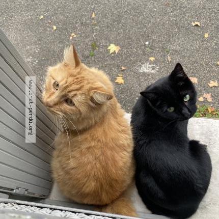 Photo 2/2 Rouky Chat perdu à Martigues