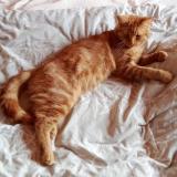 Photo de chat perdu à Noeux Les Mines