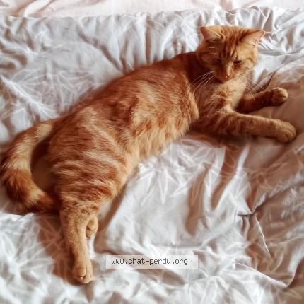 Photo 1/1 Aki Chat perdu à Noeux les mines