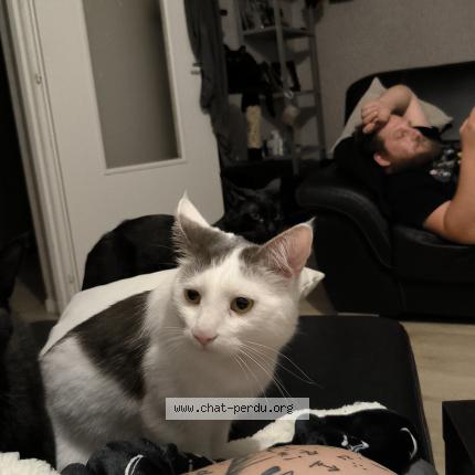 Photo 1/1 Sa&iuml; Chat perdu à Aiguebelle