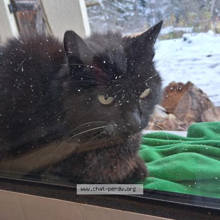 Photo 1/1 Chat trouvé Trouvé à Groisy