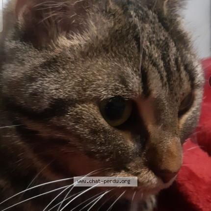 Photo de chat perdu à Soliers