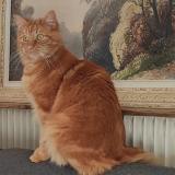 Photo de chat perdu à 45700 Pannes