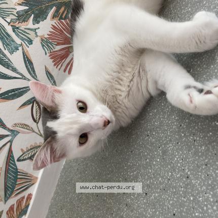 Photo 1/1 Chat retrouvé Perdu à Le haillan