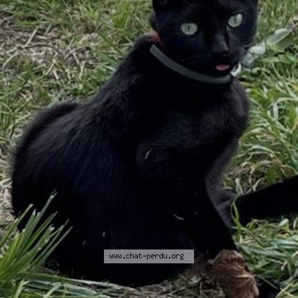 Photo 1/1 R&eacute;glisse Chat perdu à Saint martin lars en sainte hermine