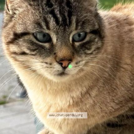 Photo 1/1 Guizmo Chat perdu à Chevremont