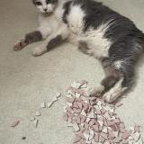 Photo de chat perdu à Villebrumier