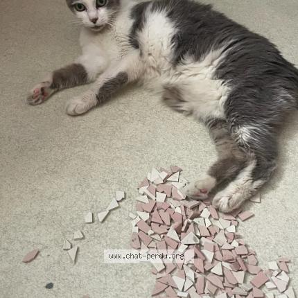 Photo 1/1 Chipie Chat perdu à Villebrumier