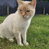 Photo de chat perdu à Isle