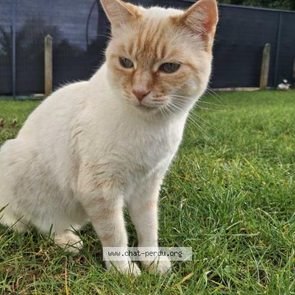 Photo 1/1 Thomas Chat perdu à Isle