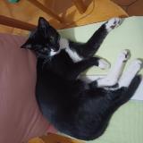 Photo de chat perdu à Le Sourn