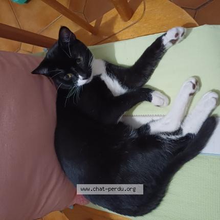 Photo 1/1 Chat retrouvé Perdu à Le sourn