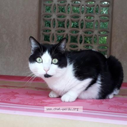 Photo 1/1 Chat retrouvé Perdu à Toulouse