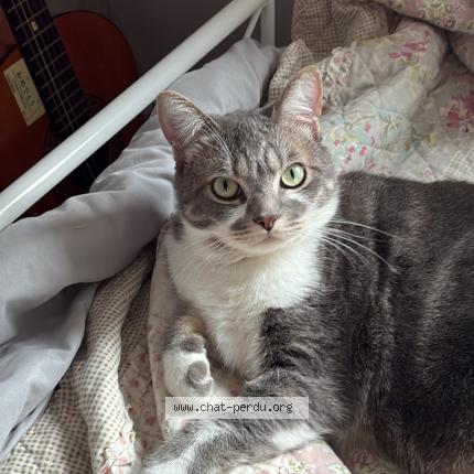 Photo 1/1 Uriel Chat perdu à Laval