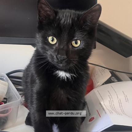 Photo 1/1 Dems Chat perdu à Beaune