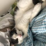 Photo de chat perdu à Rivery