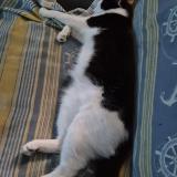 Photo de chat perdu à Pierre Buffiere