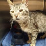 Photo de chat trouvé à La Jarrie